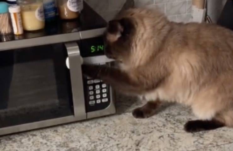gatto bentley ossessione microonde