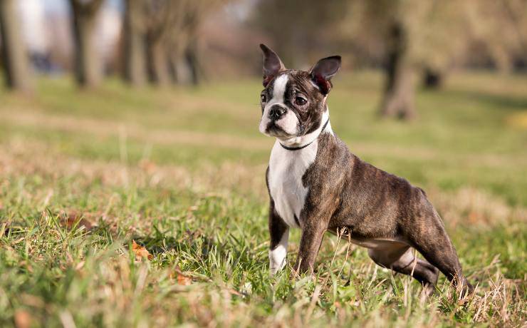 boston terrier