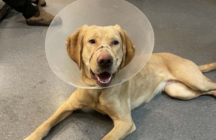 cane muso nastro adesivo