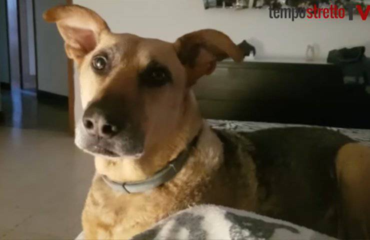 cagnolino Ares viaggio speranza