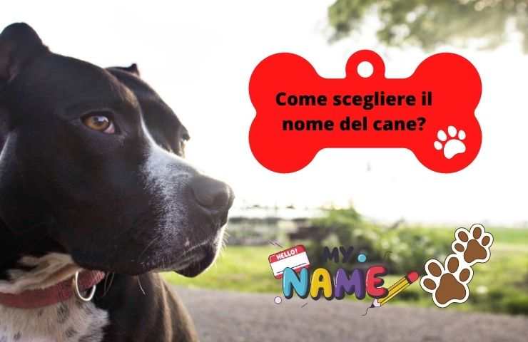 Cane in cerca di un nome