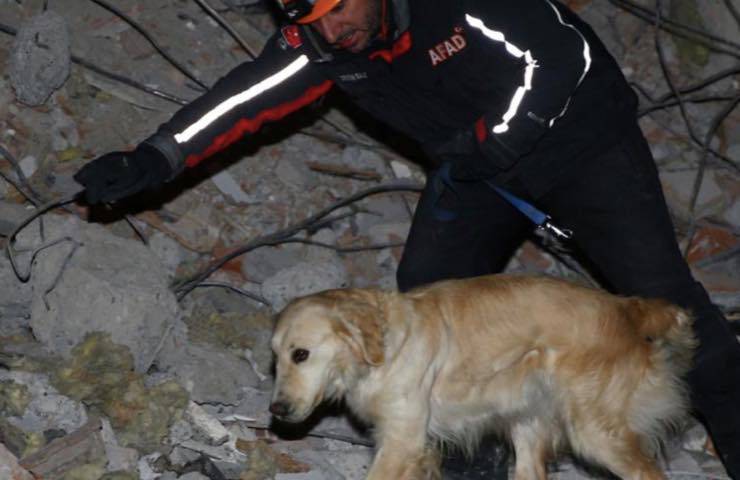 gravemente ferito scavare macerie