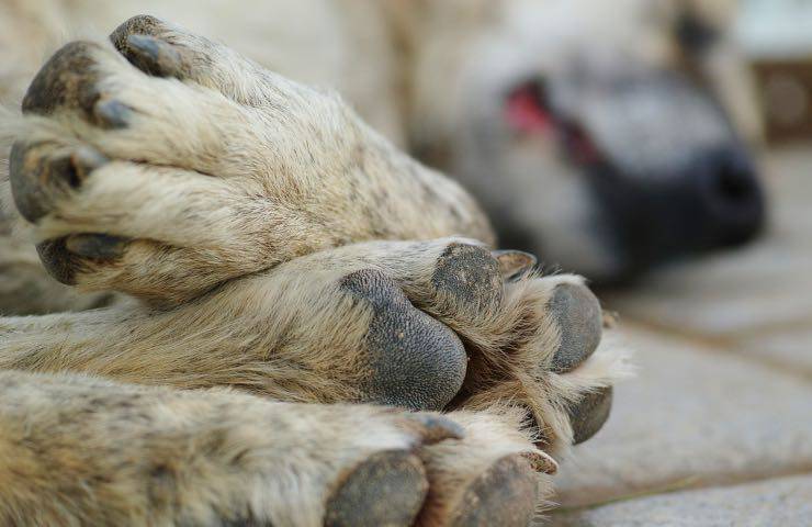 veleno cani gatti venduto