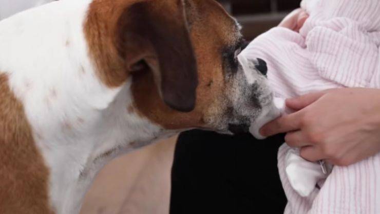 Cane annusa bambina