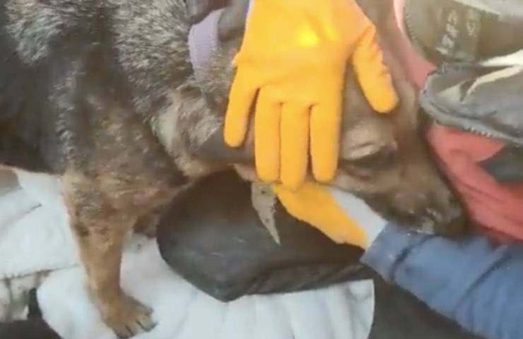 terremoto dopo ritrovati vivi