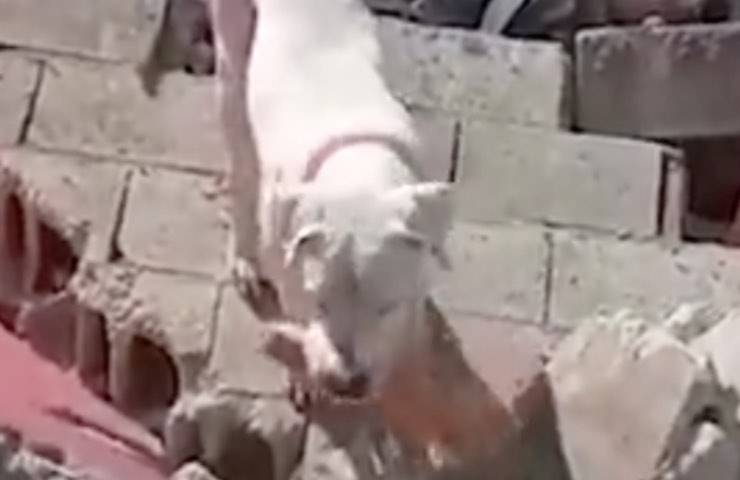 cane papa umano macerie