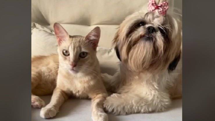 Cane chiede gatto 