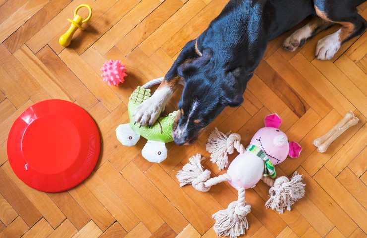 Cane con giochi