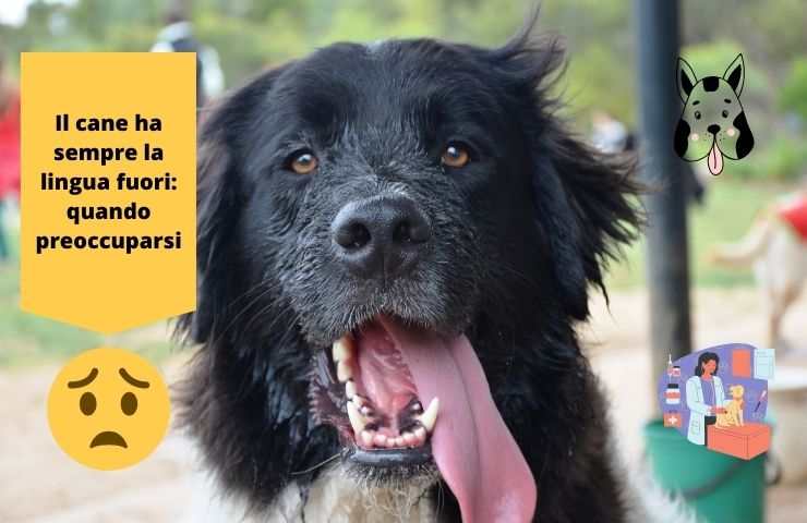 Cane con la lingua fuori