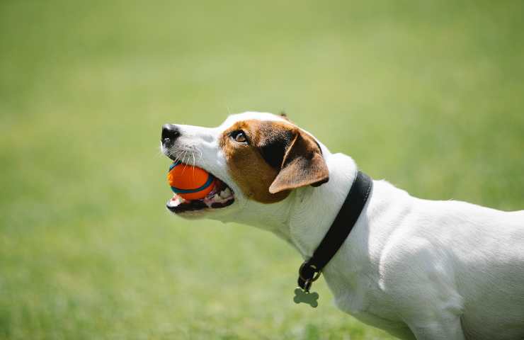 Cane con la pallina