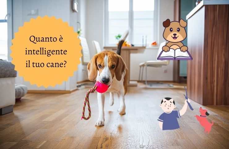 Cane con pallina rossa