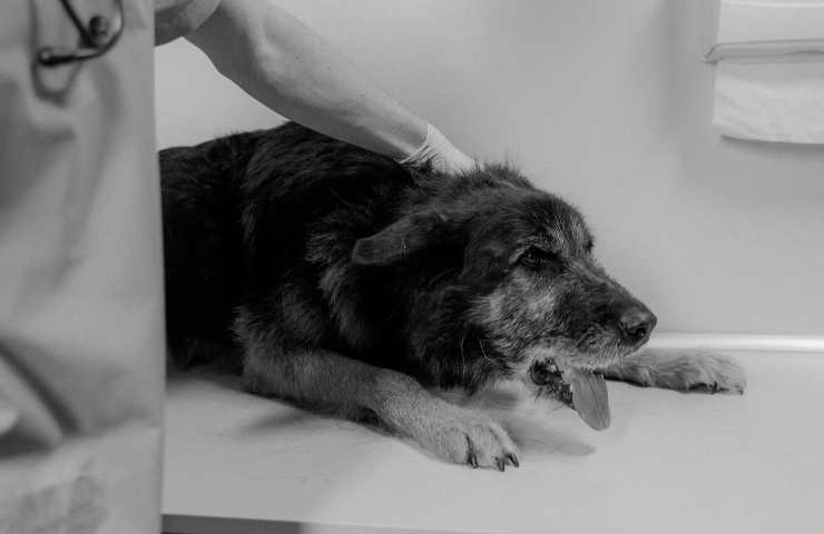Cane dal veterinario