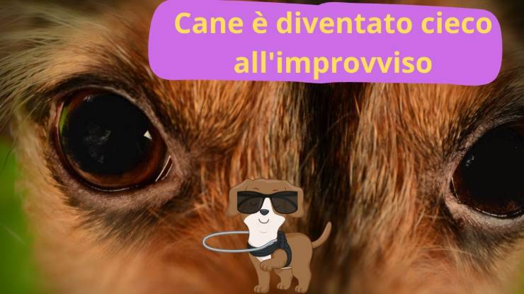 Cane non ci vede 