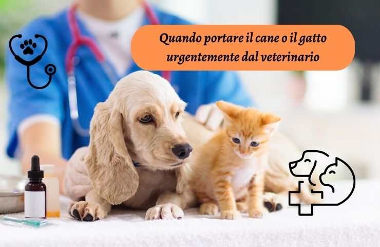 Cane e gatto dal veterinario