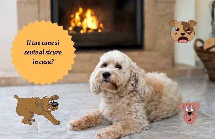 Cane in casa