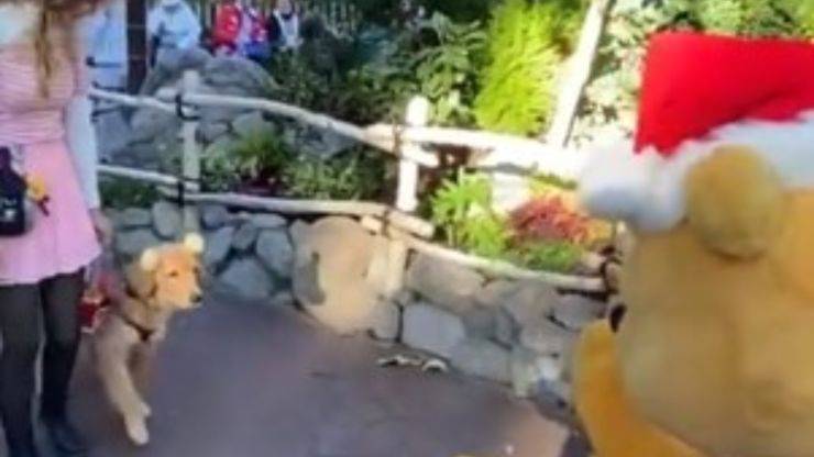 Cane incontra Winnie The Pooh