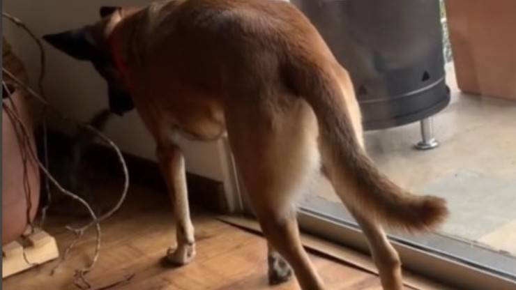 Cane incontra gattino 