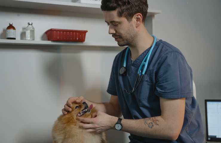 Cane malato
