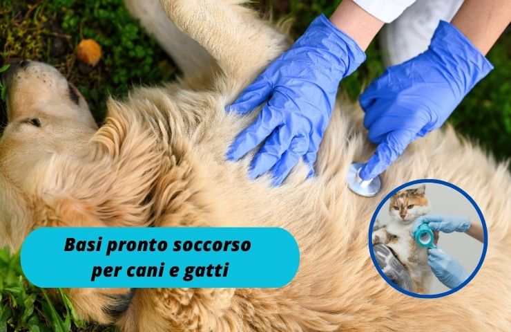 Cane in strada incidente