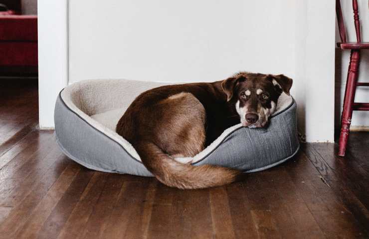 Cane nella cuccia