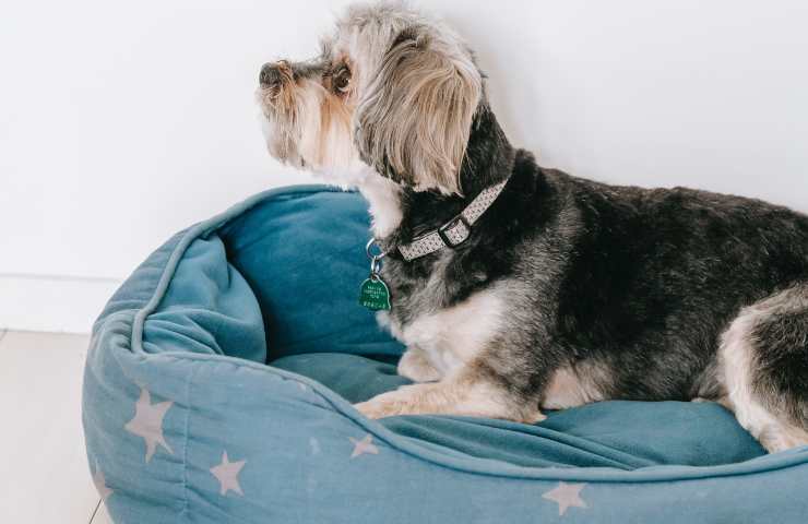 Cane nella cuccia
