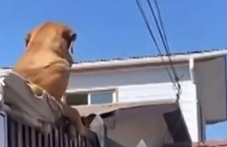 cane gossip video