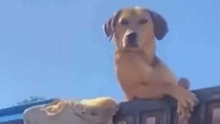 Cane pettegolo