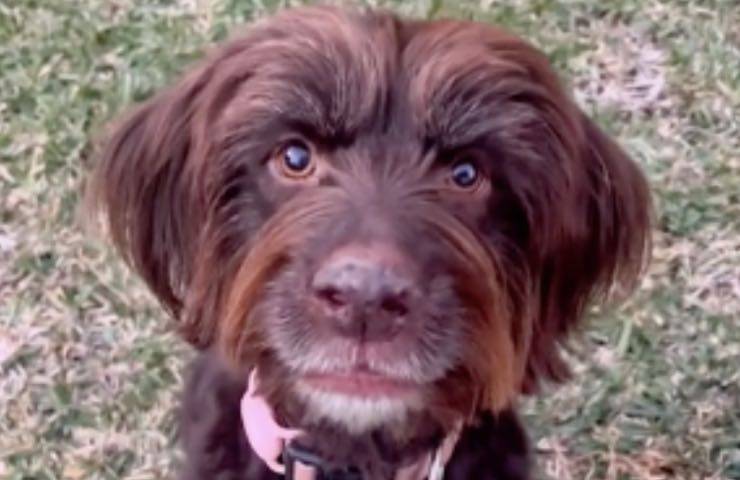 cane abbaia prima volta