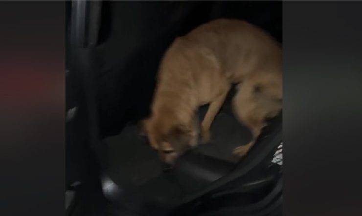 cane prende taxi
