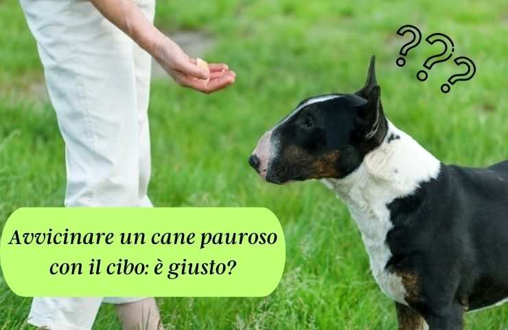 Cane timido avvicinato con del cibo