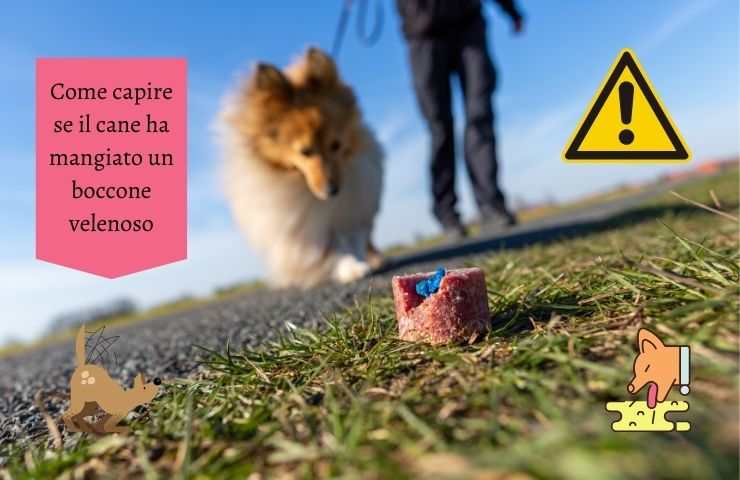 Cane verso un boccone velenoso