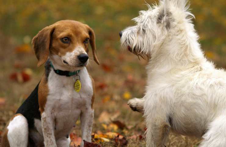 Cani a confronto