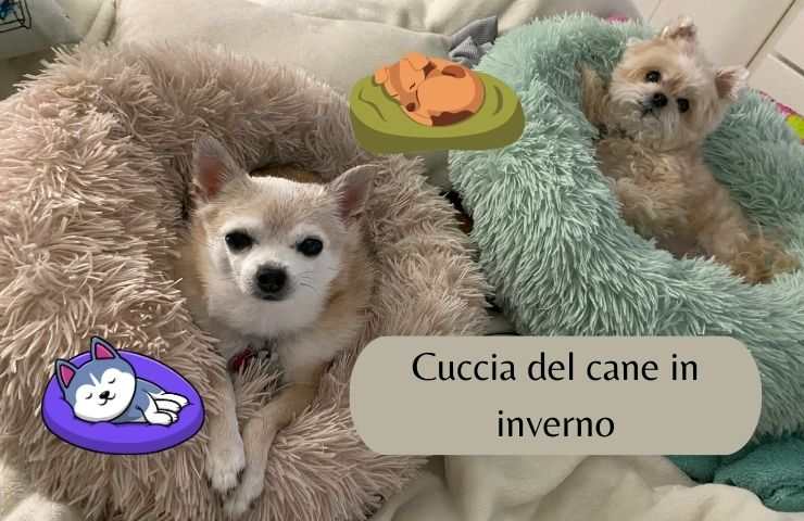 Cani nella cuccia