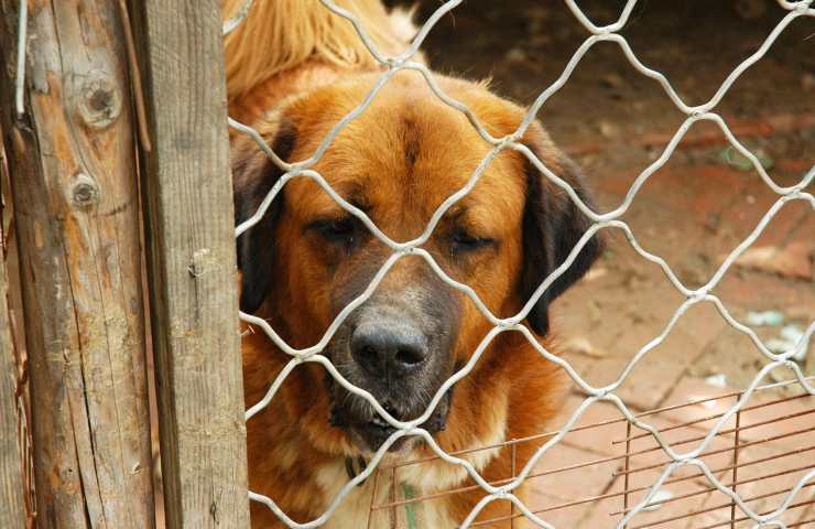 ladri cibo animali foggia