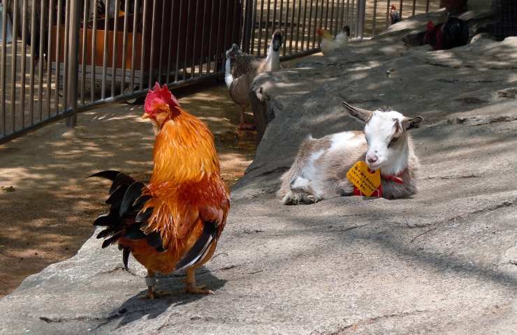 cani gatti discarica salvati