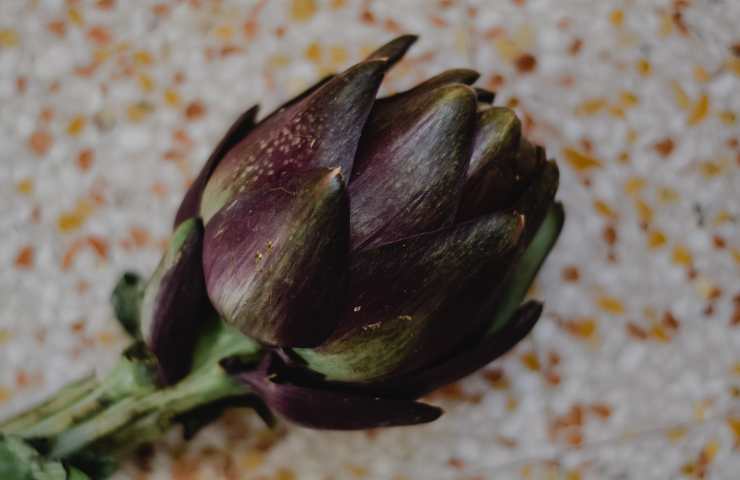 Carciofo