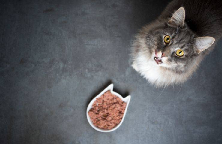 Gatto ciotola pulire ogni quanto