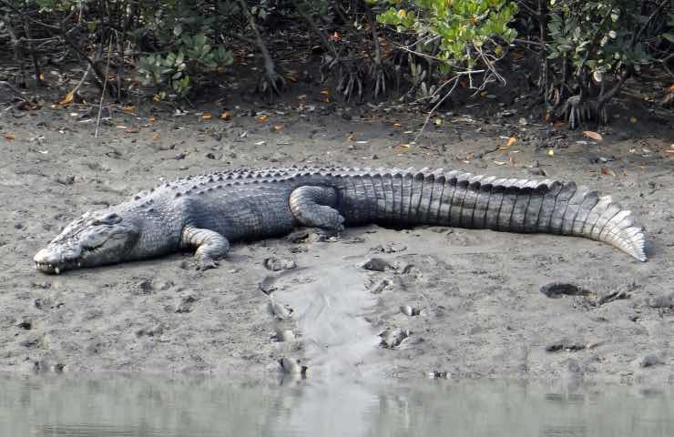 coccodrillo specie antica mare