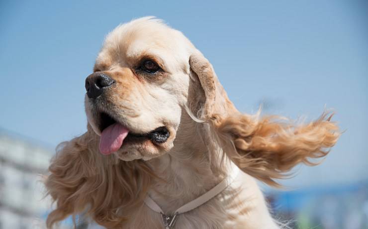 cocker spaniel americano