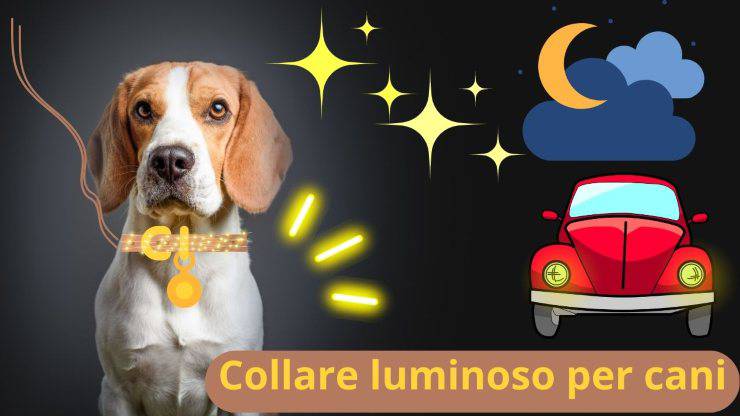 Cane a passeggio al buio