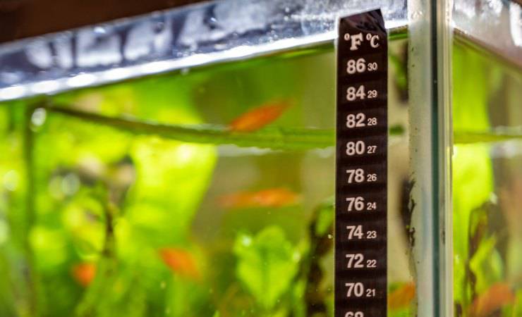 termometro acquario