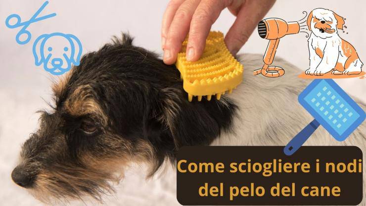 Nodi del cane