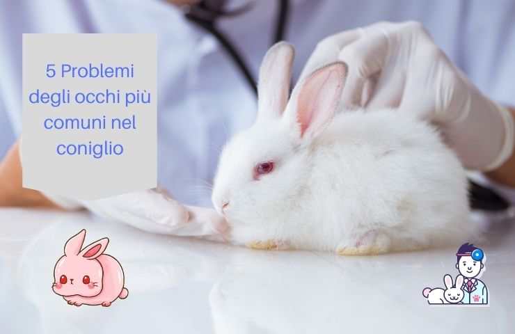 Coniglio dal veterinario