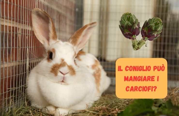 Coniglio nella gabbia 
