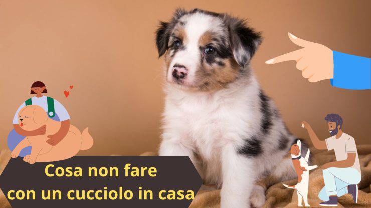 Cucciolo a casa