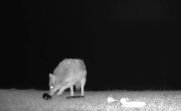 coyote giocattoli video