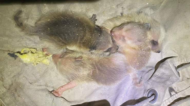 cuccioli procione tetto