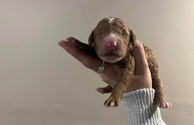 cuccioli barboncino