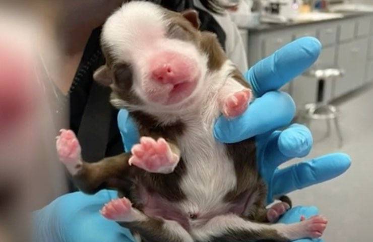 cucciolo malformato nasce miracolo