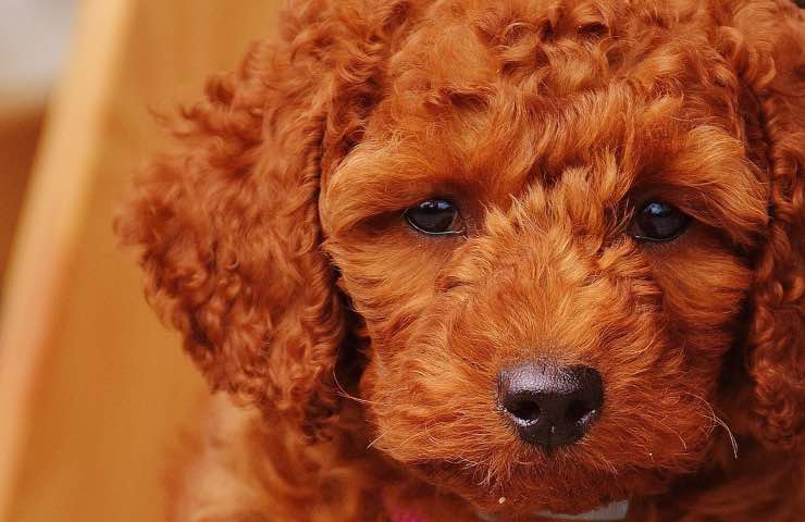 vergogna cucciolo barboncino oggetto
